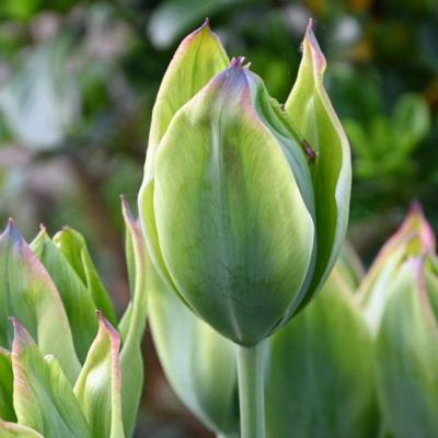 tulipa-green-king