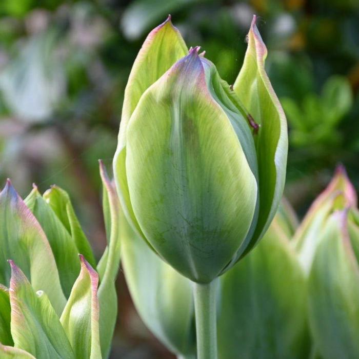 Tulipa 'Green King' plant