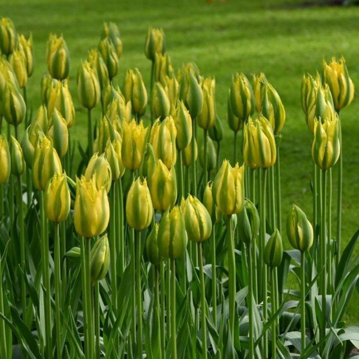 Tulipa 'Green Mile' plant