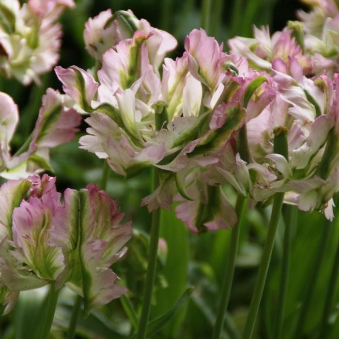 Tulipa 'Green Wave' plant