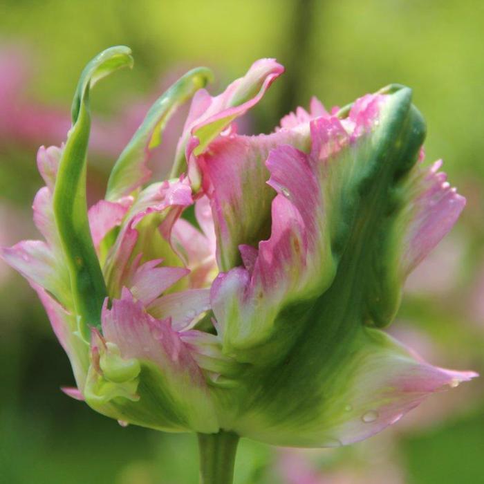 Tulipa 'Green Wave' plant