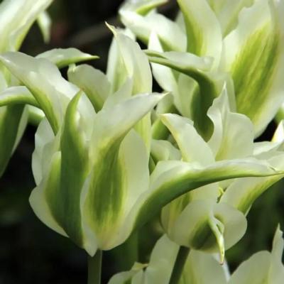 tulipa-greenstar