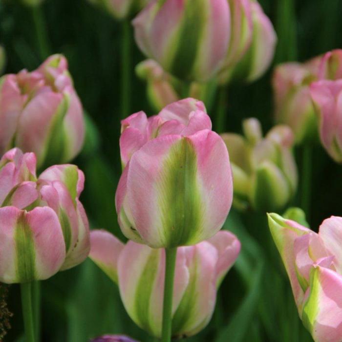 Tulipa 'Groenland' plant