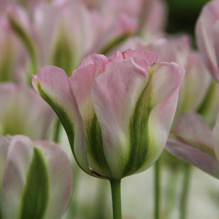 Tulipa 'Groenland' plant