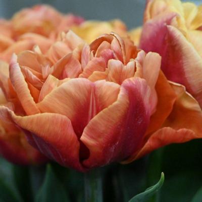 tulipa-guus-meeuwis