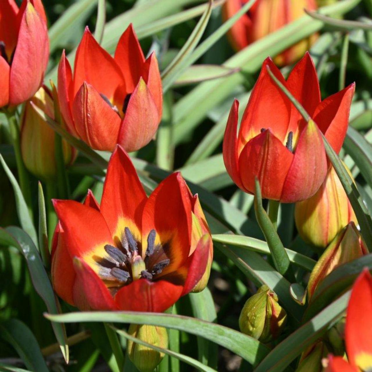 Tulipa hageri plant