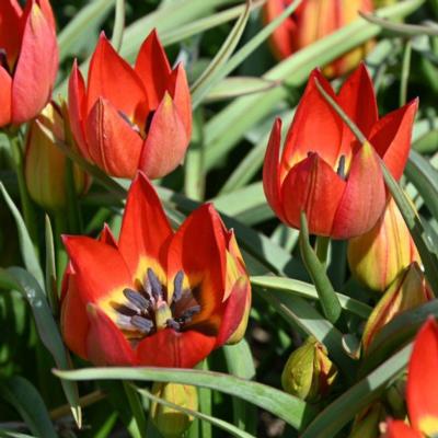 tulipa-hageri