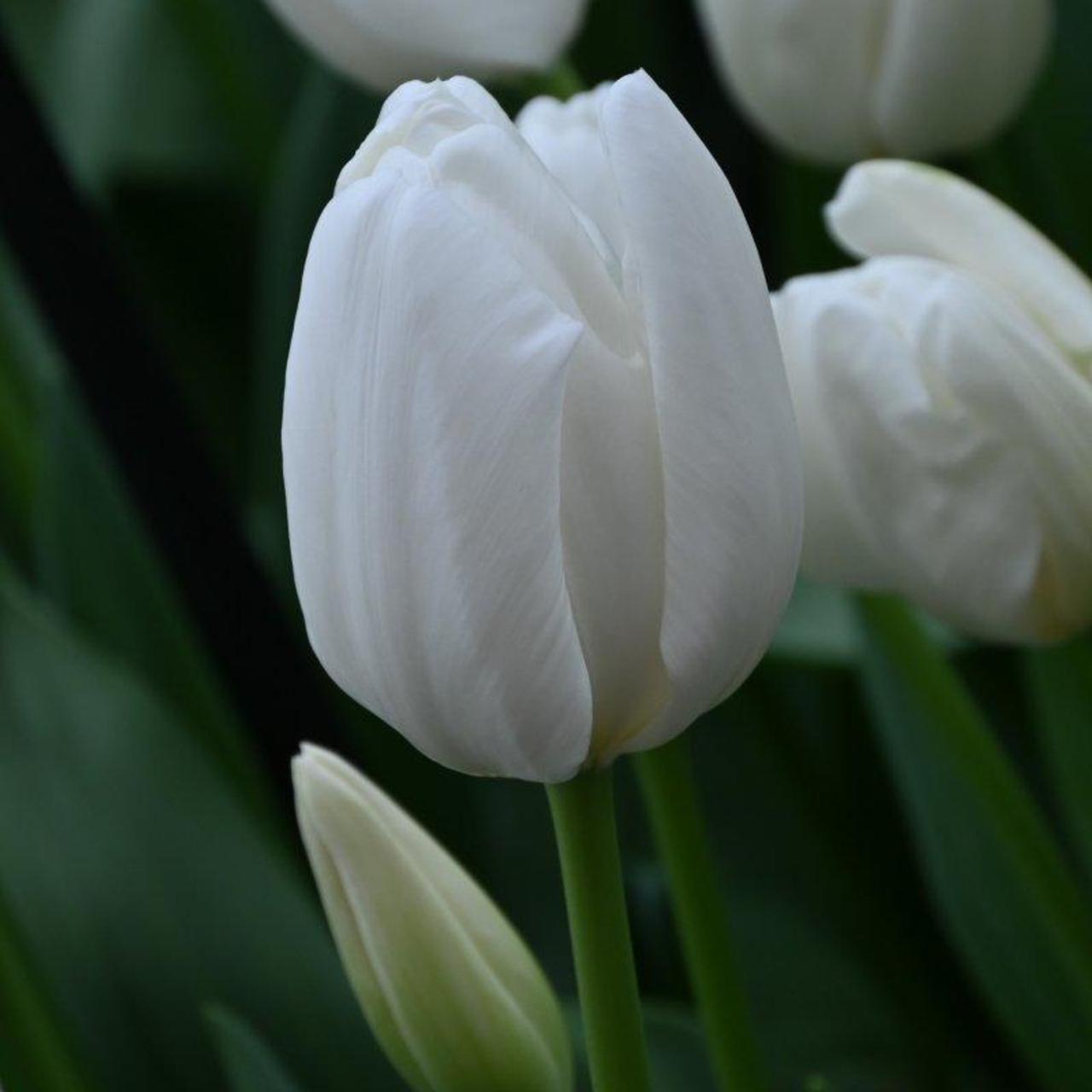 Tulipa 'Hakuun' plant