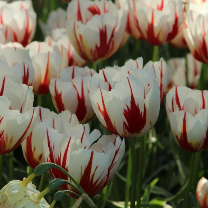 Tulipa 'Happy Generation' plant