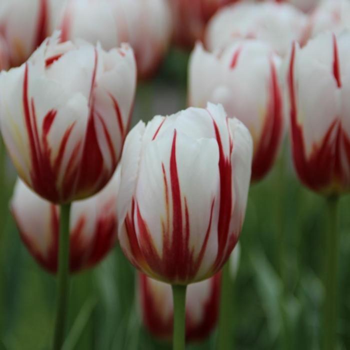 Tulipa 'Happy Generation' plant