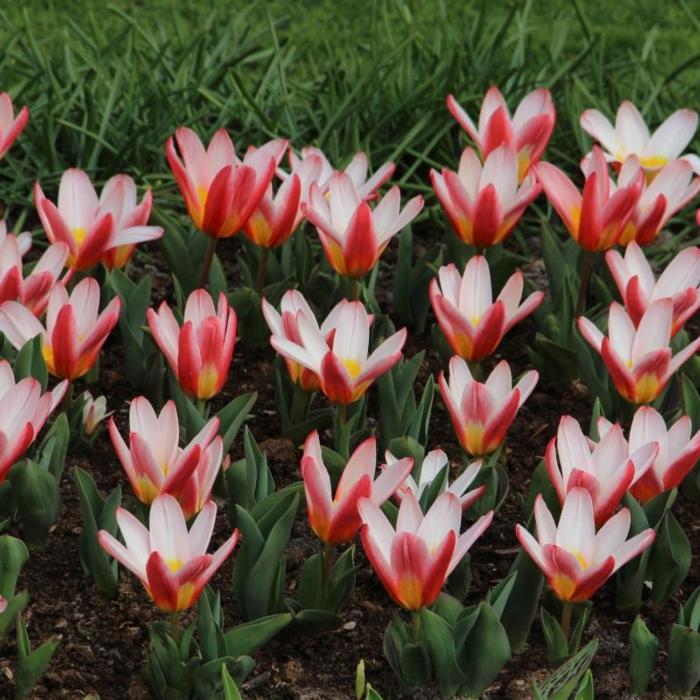 Tulipa 'Heart's Delight' plant