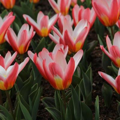 tulipa-hearts-delight