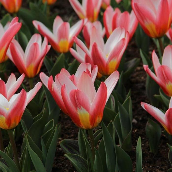 Tulipa 'Heart's Delight' plant