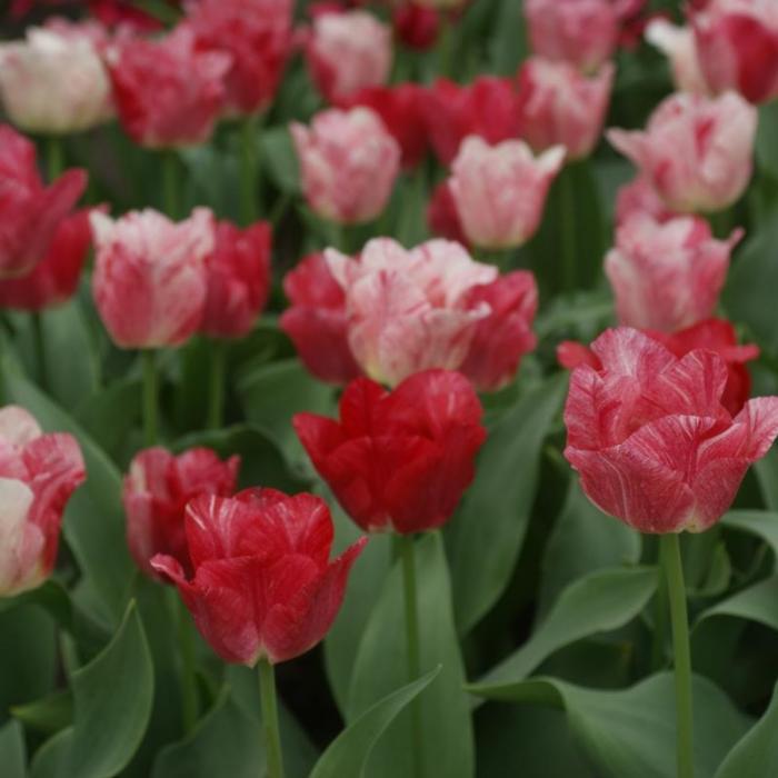 Tulipa 'Hemisphere' plant