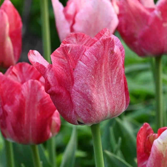 Tulipa 'Hemisphere' plant