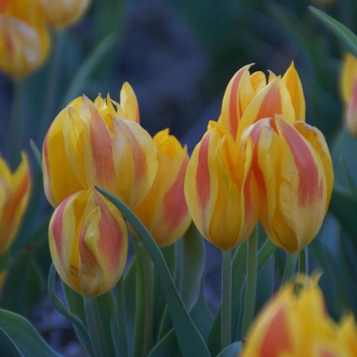 Tulipa heweri plant