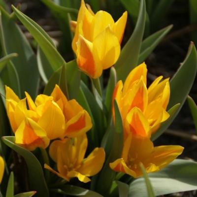 tulipa-heweri