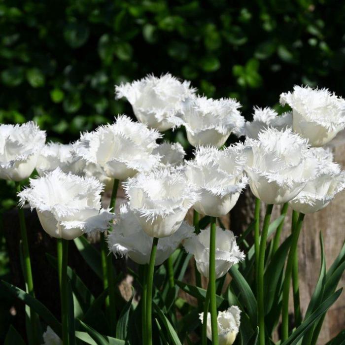 Tulipa 'Honeymoon' plant