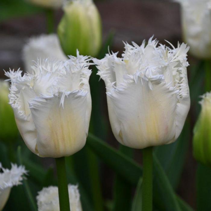 Tulipa 'Honeymoon' plant