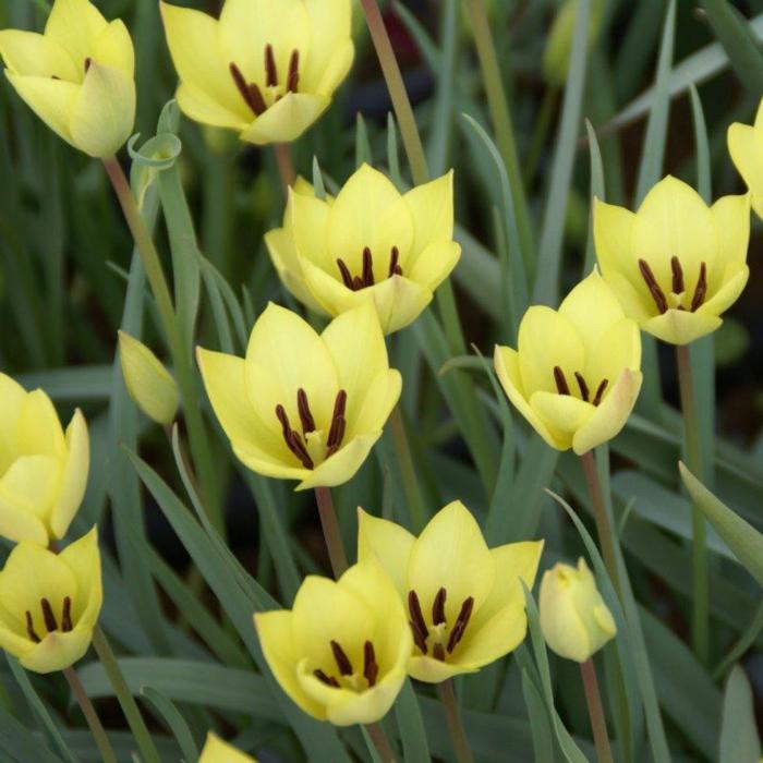 Tulipa 'Honky Tonk' plant