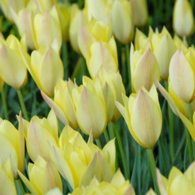 tulipa-honky-tonk