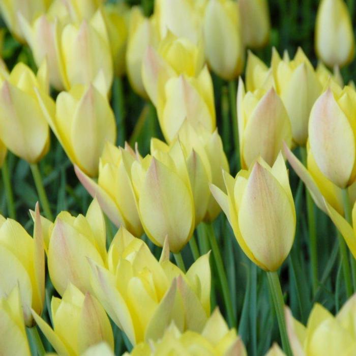 Tulipa 'Honky Tonk' plant