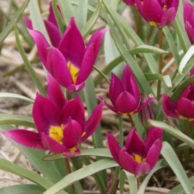tulipa-humilis-eastern-star