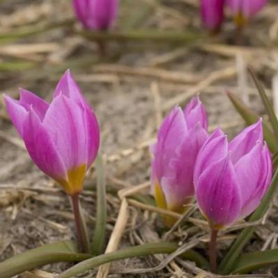 tulipa-humilis-helene