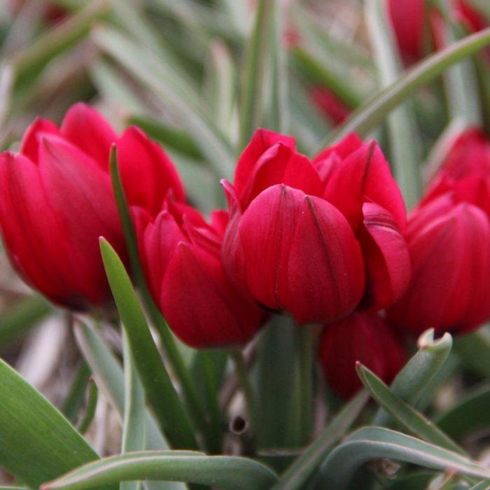 Tulipa humilis 'Lilliput' plant