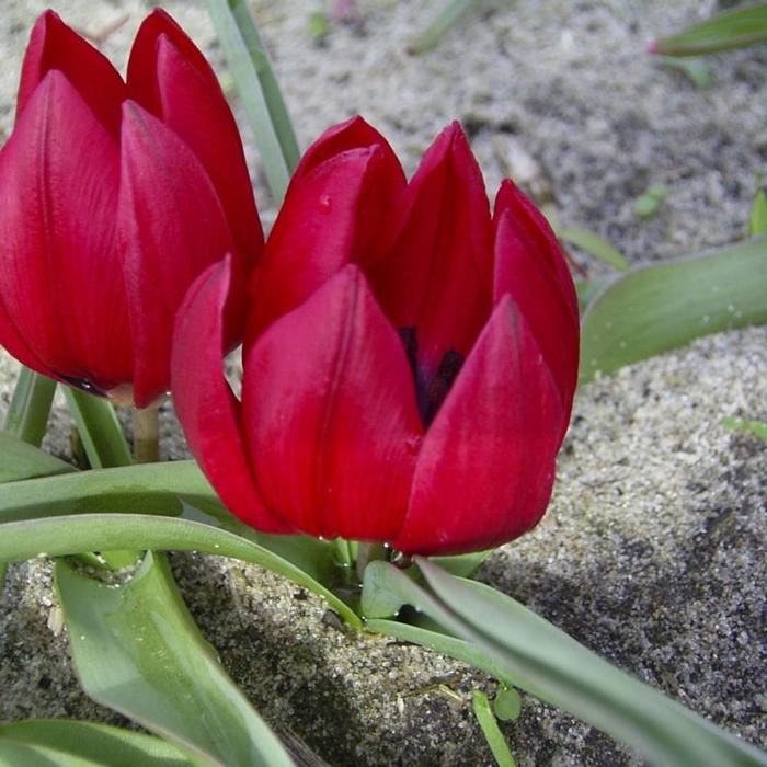 Tulipa humilis 'Lilliput' plant