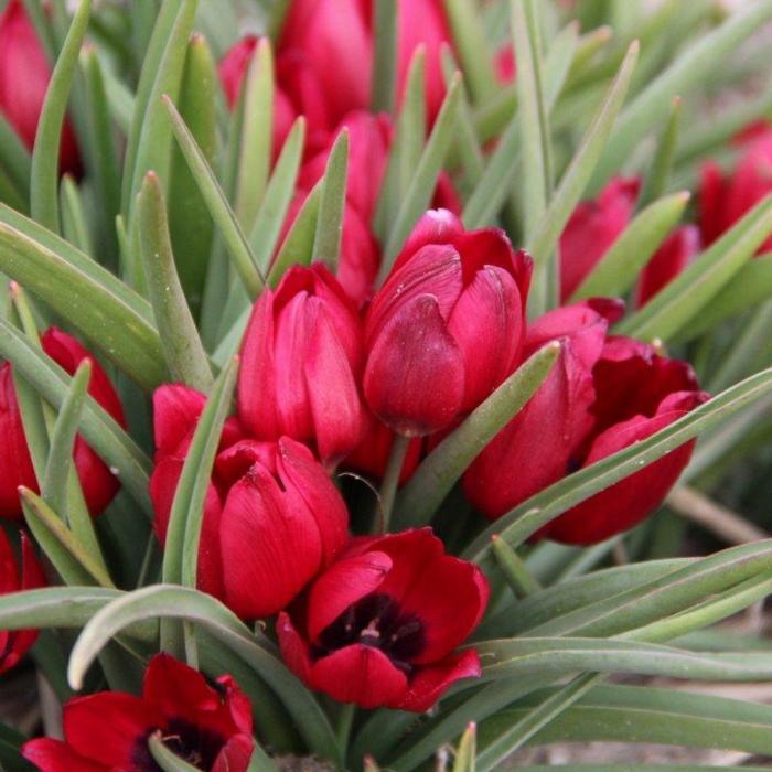 Tulipa humilis 'Lilliput' plant