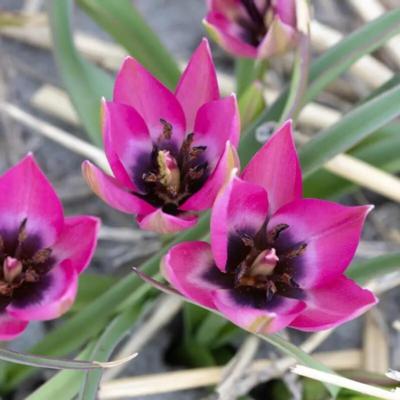 tulipa-humilis-norah