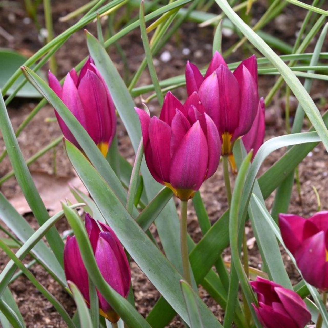 Tulipa humilis 'Odalisque' plant