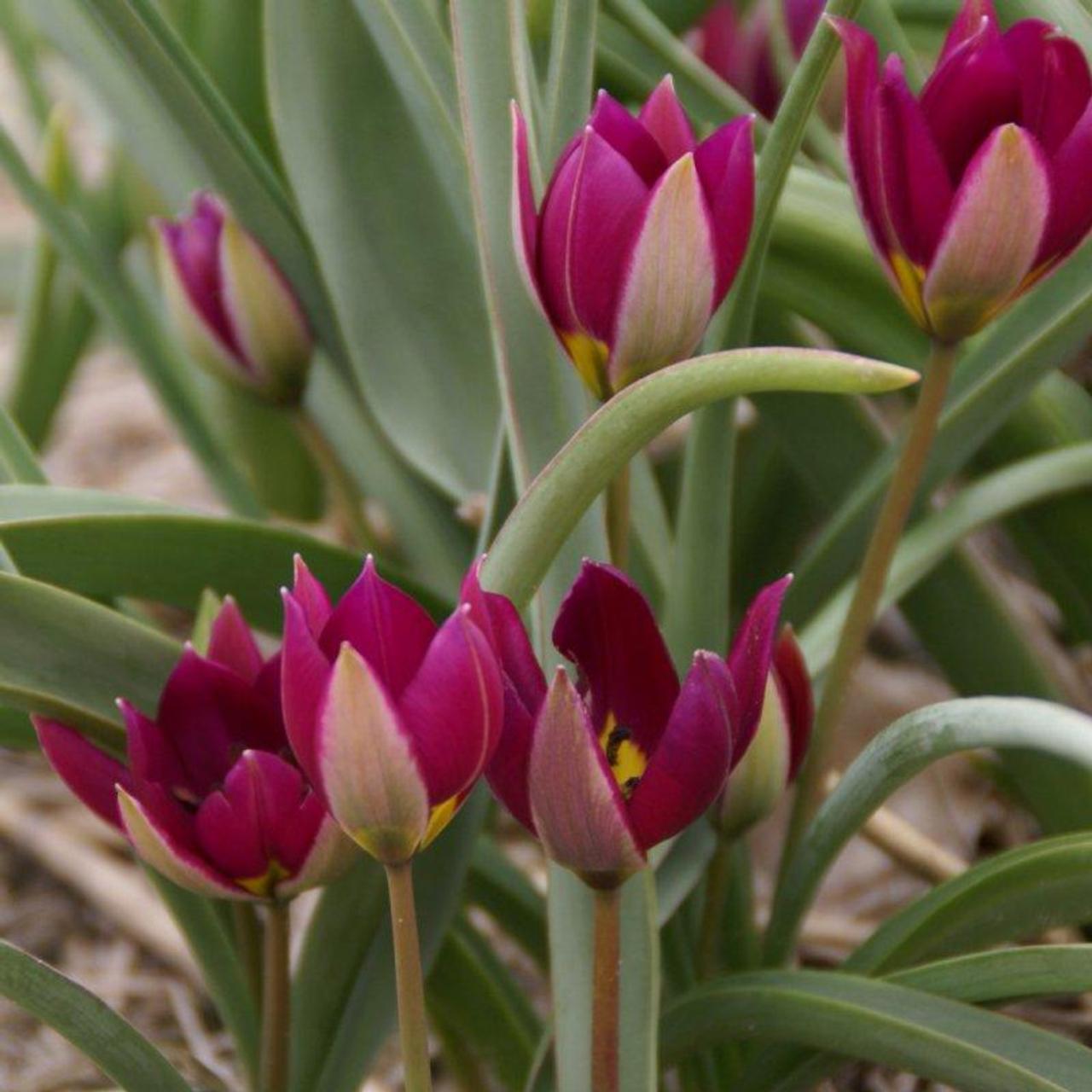 Tulipa humilis 'Persian Pearl' plant