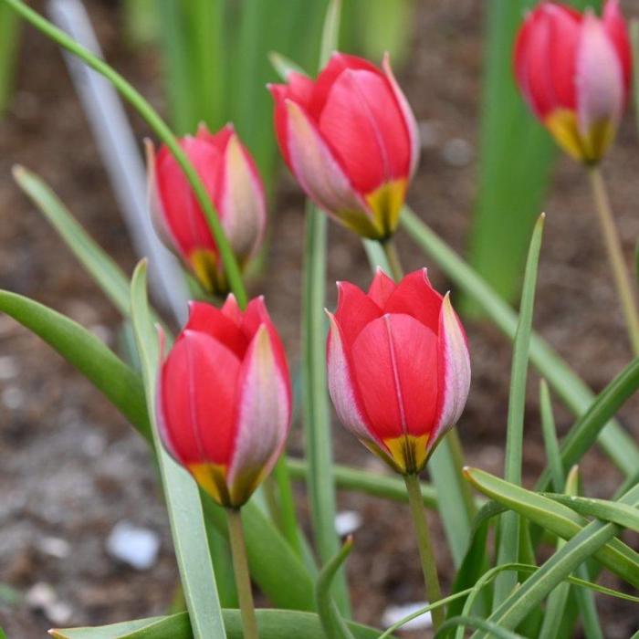 Tulipa humilis 'Red Beauty' plant