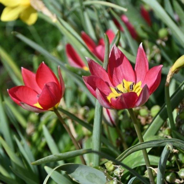Tulipa humilis 'Red Beauty' plant