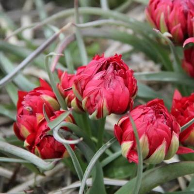 tulipa-humilis-samantha