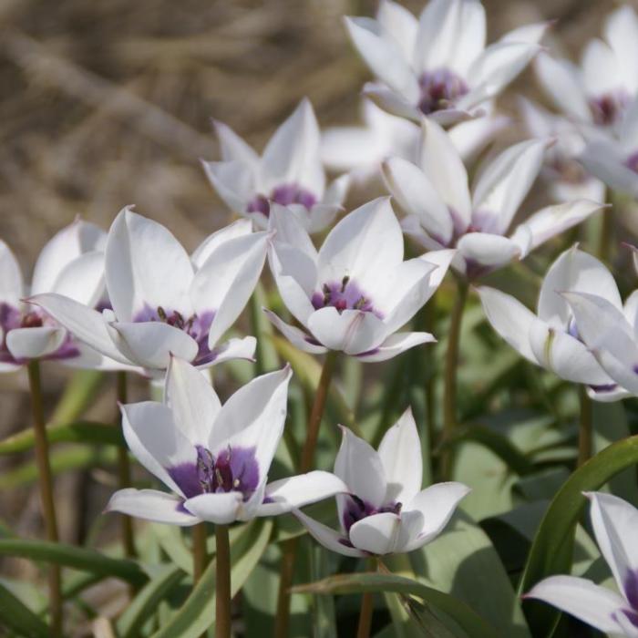 Tulipa humilis var. pulchella Albocaerulea Oculata Group plant