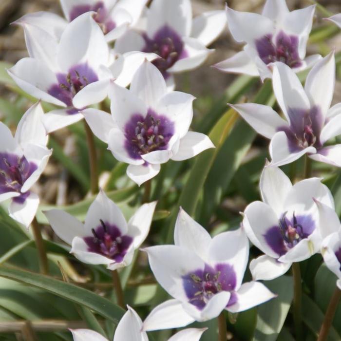 Tulipa humilis var. pulchella Albocaerulea Oculata Group plant