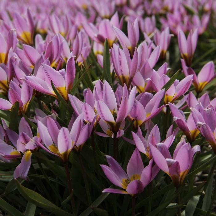 Tulipa humilis plant