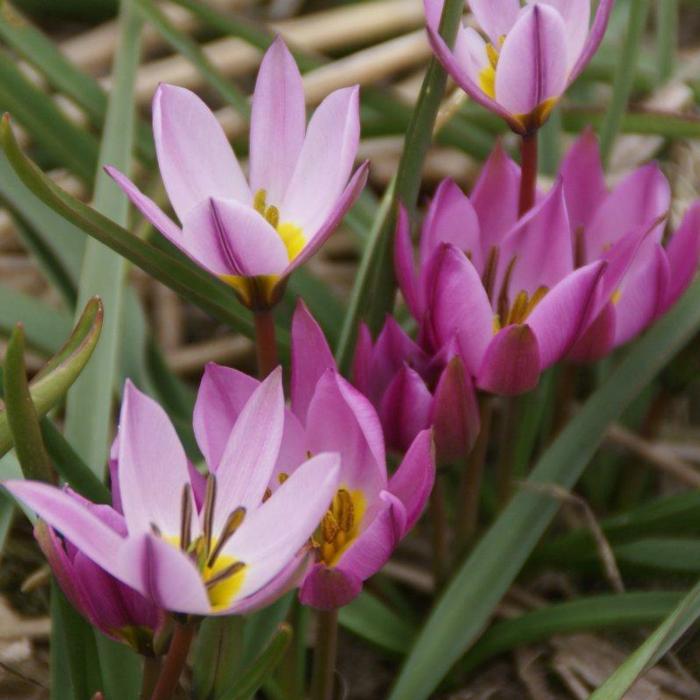 Tulipa humilis plant