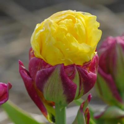 tulipa-ice-cream-banana-