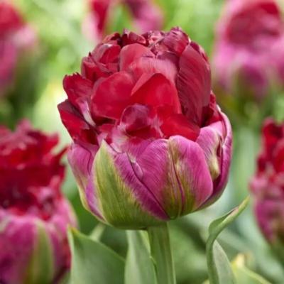 tulipa-ice-cream-cranberry-