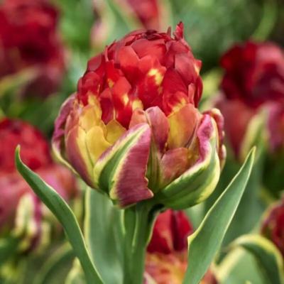 tulipa-ice-cream-sorbet-
