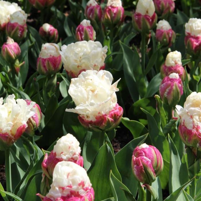 Tulipa 'Ice Cream' plant