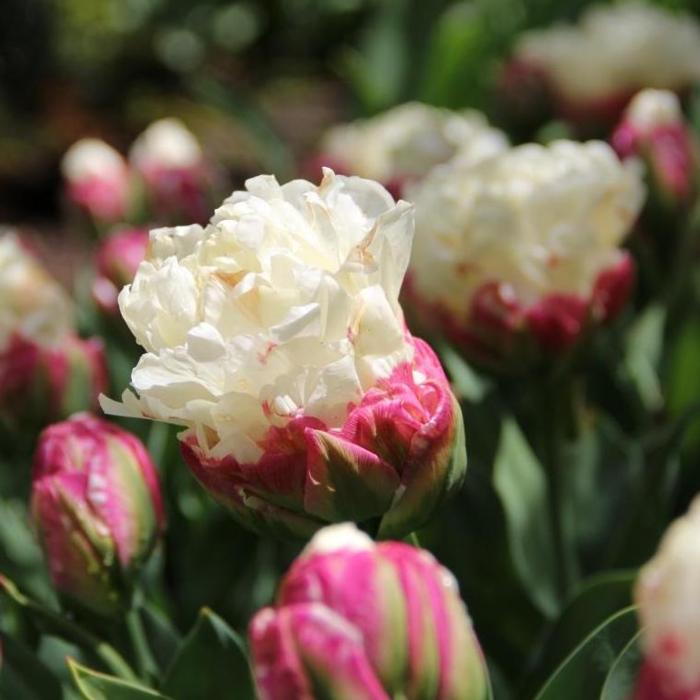 Tulipa 'Ice Cream' plant