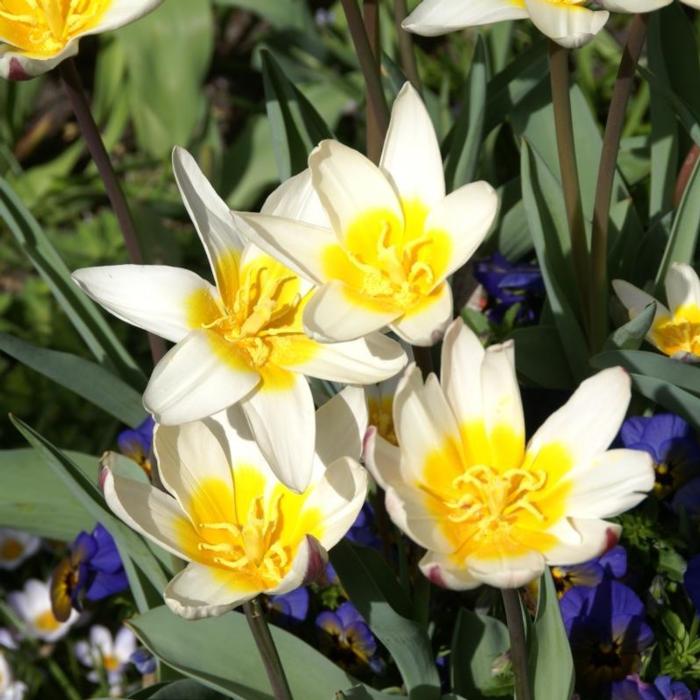 Tulipa 'Ice Stick' plant