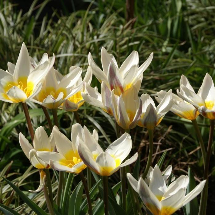 Tulipa 'Ice Stick' plant