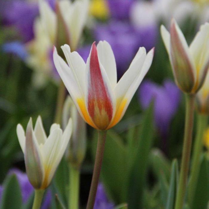 Tulipa 'Ice Stick' plant