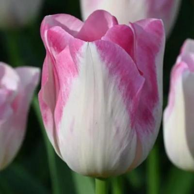 tulipa-infinity
